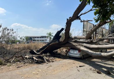 Retira personal del Ayutamiento árbol quemado por maleza