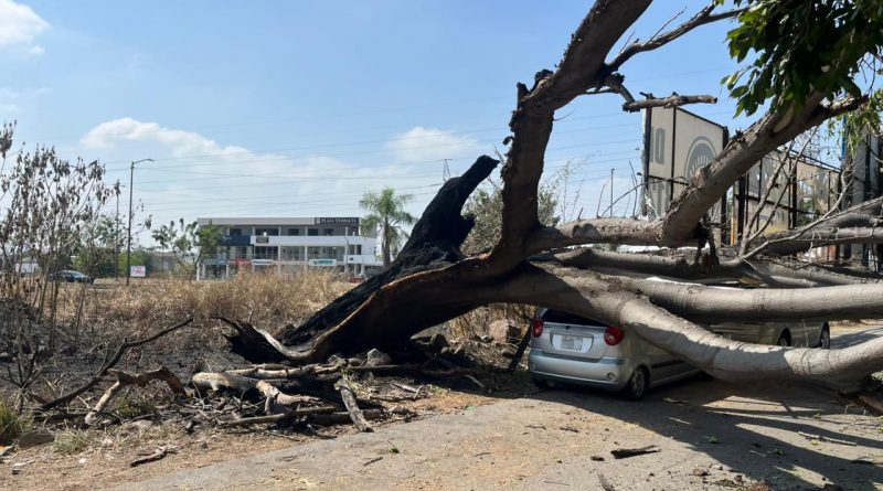Retira personal del Ayutamiento árbol quemado por maleza