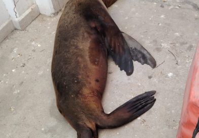 Marina, PROFEPA, personal de Marine Wildlife Rescue Center y Cabo Dolphins, realiza rescate de un lobo marino en Cabo San Lucas