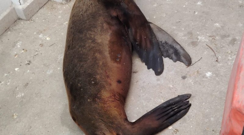 Marina, PROFEPA, personal de Marine Wildlife Rescue Center y Cabo Dolphins, realiza rescate de un lobo marino en Cabo San Lucas