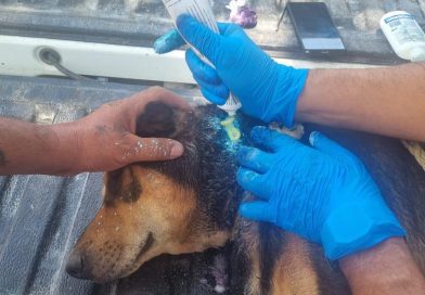 Detectan dos casos de  gusano barrenador en el municipio de Colima