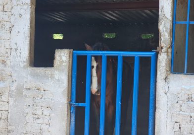 FGE investiga caso de maltrato animal: caballo está ya bajo resguardo y atención veterinaria