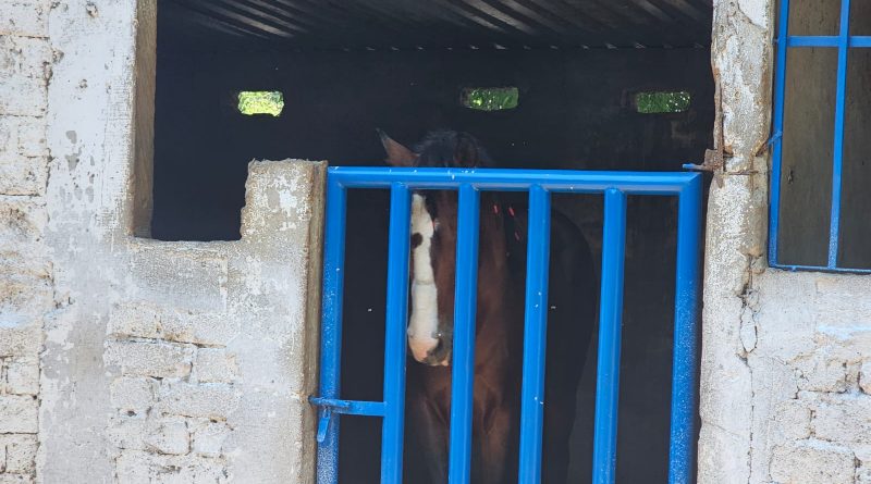 FGE investiga caso de maltrato animal: caballo está ya bajo resguardo y atención veterinaria