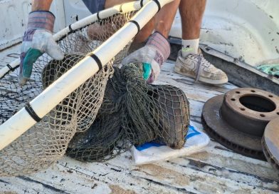 Marina participa en rescate y traslado de ejemplar lobo marino en San Felpe