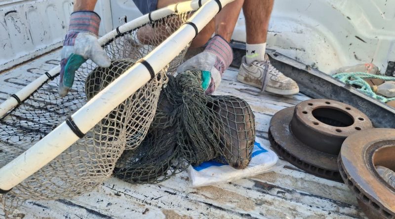 Marina participa en rescate y traslado de ejemplar lobo marino en San Felpe