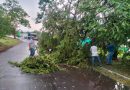 ‎Saldo de tormenta en VdeA‎es de 10 árboles caídos