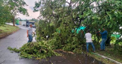 ‎Saldo de tormenta en VdeA‎es de 10 árboles caídos