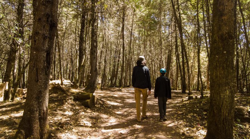 «Feria del Hongo 2026» en la Sierra de Manantlán: Turismo