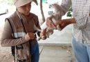 Vacunación antirrábica es gratuita y hay más rutas móviles en colonias y comunidades :Salud Colima
