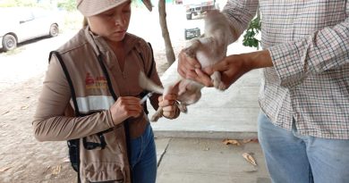Vacunación antirrábica es gratuita y hay más rutas móviles en colonias y comunidades :Salud Colima